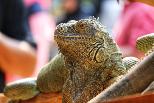 istock A majestic green iguana basks in the sun, i 2203583743