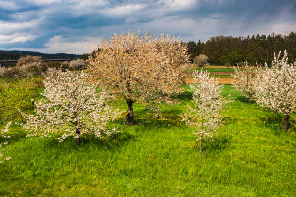 Aerial view of blossoming cherry trees in Franconia shortly before a thunderstorm