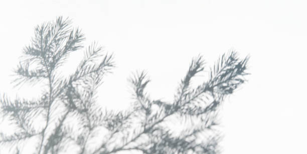 Soft, blurred shadow of fir tree branches on white background.