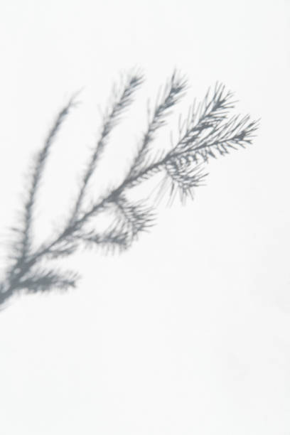 istock Soft, blurred shadow of fir branch is cast on light background 2203589214