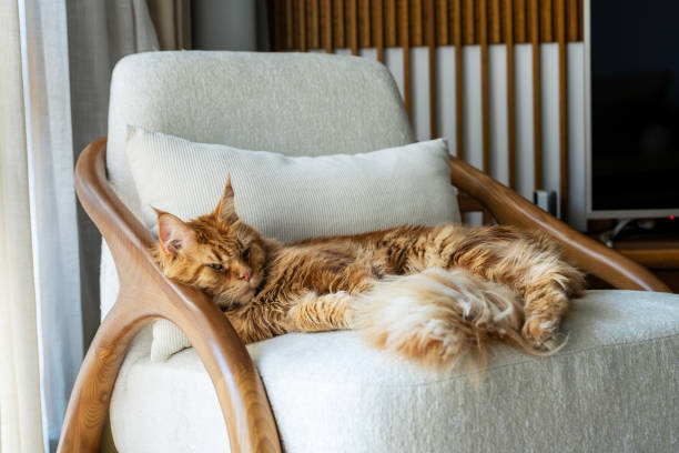istock Beautiful maine coon cat lying on the sofa 2203590360