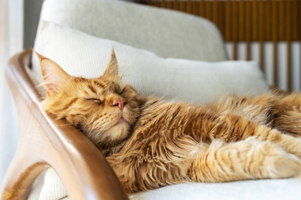 istock Beautiful maine coon cat lying on the sofa 2203590459