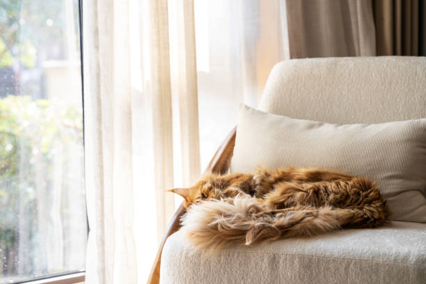 istock Beautiful maine coon cat lying on the sofa 2203590570