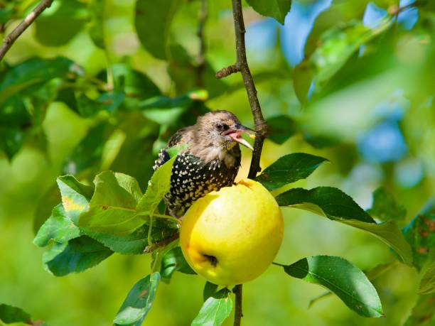 istock Bird and apple on a branch. 2203593289