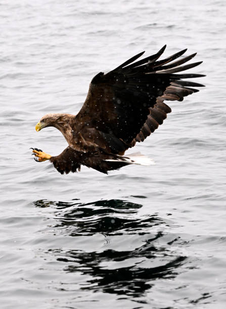 istock Steller Sea Eagle, Rausu, Hokkaido, Japan 2203593701