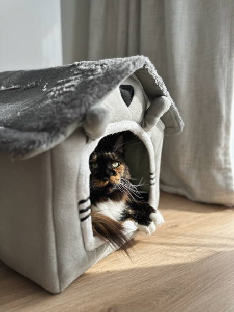 istock Maine Coon cat resting in her house 2203594244