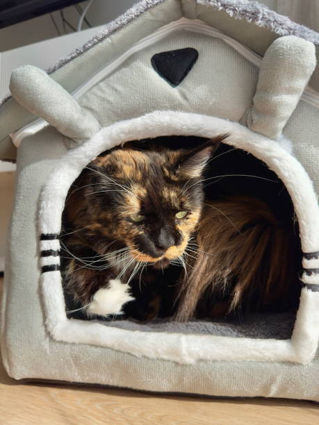 istock Maine Coon cat resting in her house 2203594624
