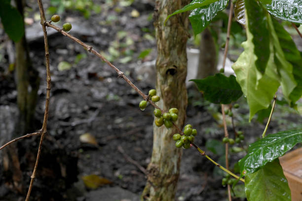 coffee berries by agriculture. Coffee beans ripening on the tree in North of Thailand