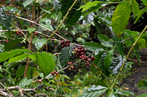 istock Coffee plantation during the harvest 2203595030