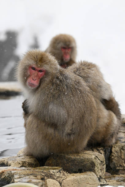 istock Snow monkey in the Jigokudani Monkey Park  in winter 2203595119