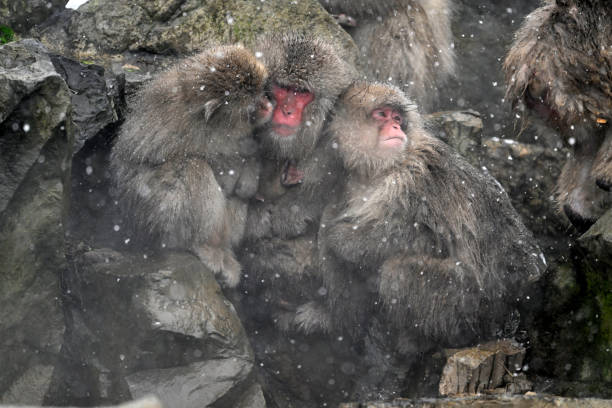 istock Snow monkey in the Jigokudani Monkey Park  in winter 2203595135