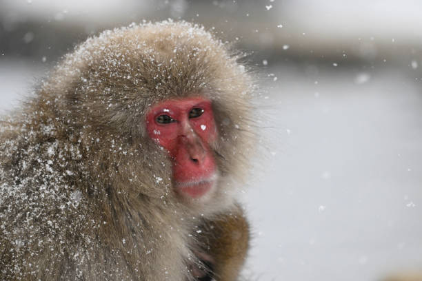 istock Snow monkey in the Jigokudani Monkey Park  in winter 2203595136