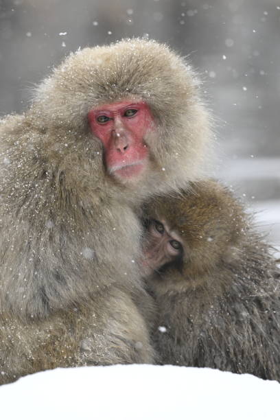 istock Snow monkey in the Jigokudani Monkey Park  in winter 2203595141