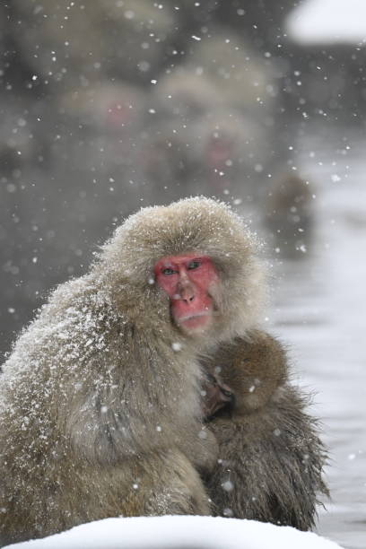 istock Snow monkey in the Jigokudani Monkey Park  in winter 2203595144