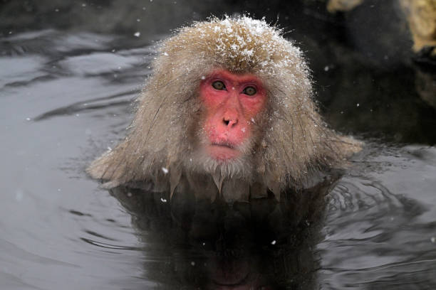 istock Snow monkey in the Jigokudani Monkey Park  in winter 2203595147
