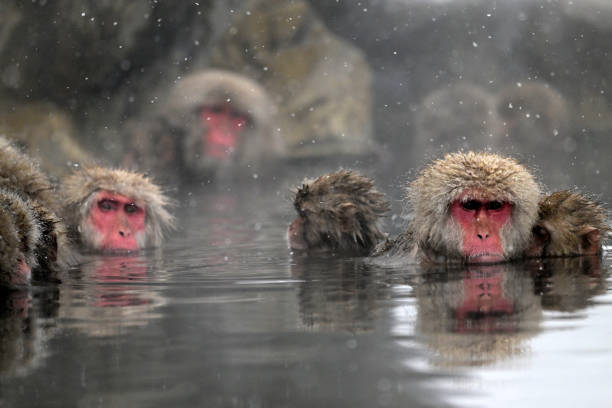 istock Snow monkey in the Jigokudani Monkey Park  in winter 2203595154