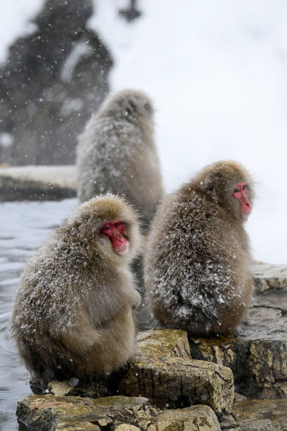 istock Snow monkey in the Jigokudani Monkey Park  in winter 2203595158