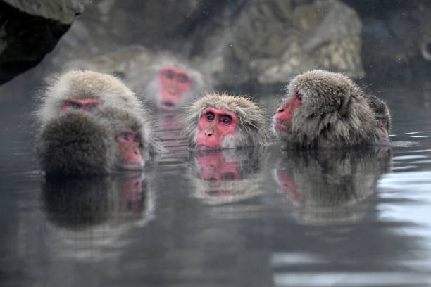 istock Snow monkey in the Jigokudani Monkey Park  in winter 2203595161