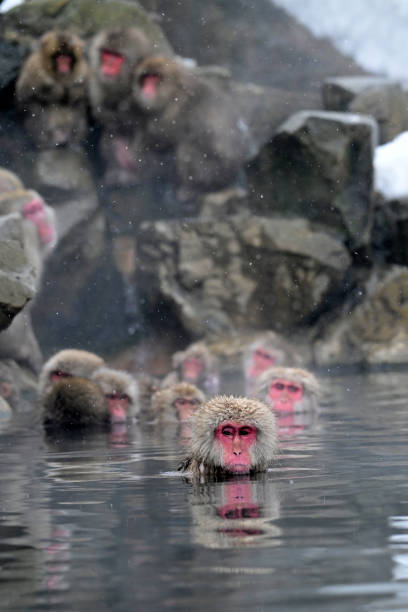 istock Snow monkey in the Jigokudani Monkey Park  in winter 2203595165
