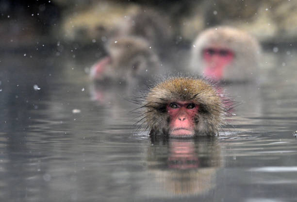 istock Snow monkey in the Jigokudani Monkey Park  in winter 2203595168