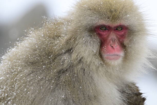 istock Snow monkey in the Jigokudani Monkey Park  in winter 2203595174