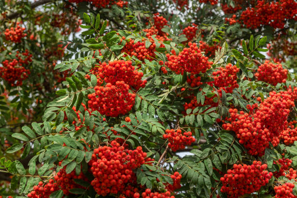 istock Bunches of mountain ash (Sorbus aucuparia L.) on a tree 2203596137
