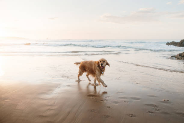 istock Golden Retriever dog on a beach 2203596481
