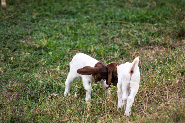 istock Two baby goats are playing in a grassy field 2203596793
