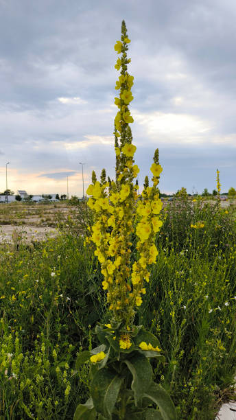 istock blooming  common mullein plant close up 2203597310