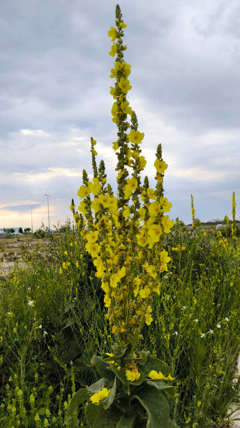 istock blooming  common mullein plant close up 2203597313