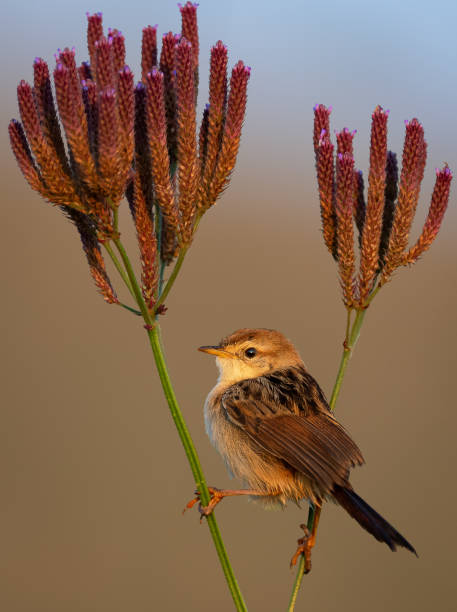 istock Levaillant's cisticola sitting on a flowery branch 2203598206