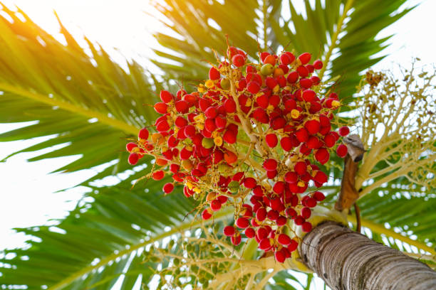 Bright red fruits dangle from a lush palm tree, illuminated by the warm sunlight, creating a vibrant contrast against the clear blue sky. Nature displays its beauty in this tropical setting.