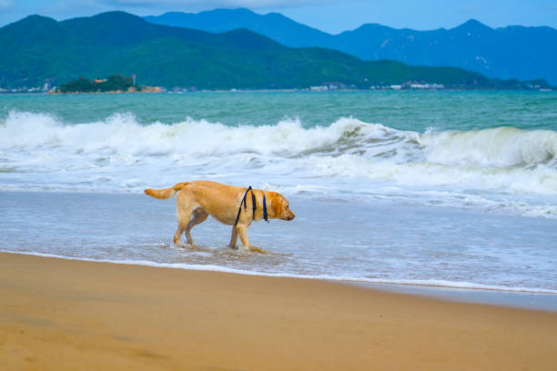 A yellow Labrador retriever explores shallow waves at a beach. The sun shines brightly while mountains create a picturesque backdrop, making for a joyful atmosphere.
