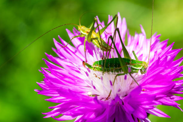 Macro photo of a Thistle
