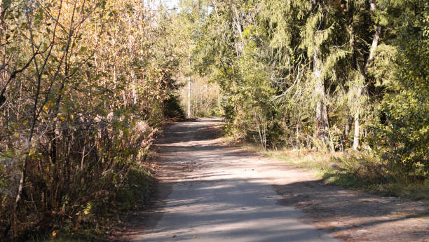 istock A Serene Pathway Meanders Through a Beautiful Autumnal Forest Landscape with Vibrant Colors 2203600773