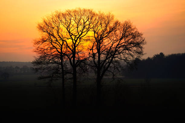 Three old trees in the rising sun in the north of Germany.