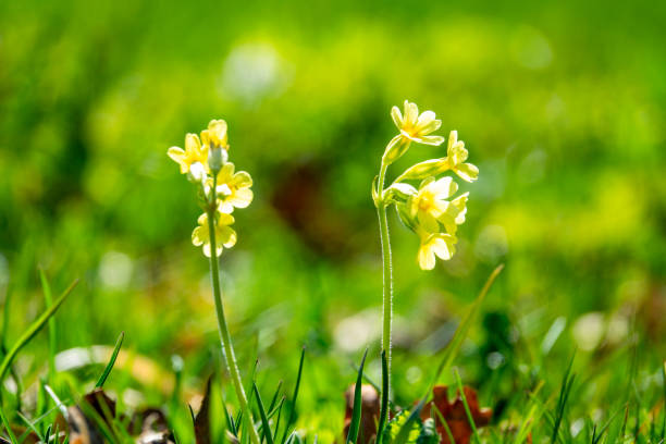 Cowslip plants (Primula veris) in bloom in spring.