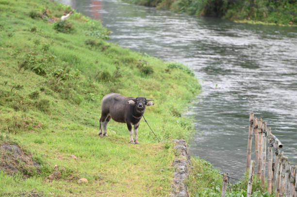 Buffalo on the river bank