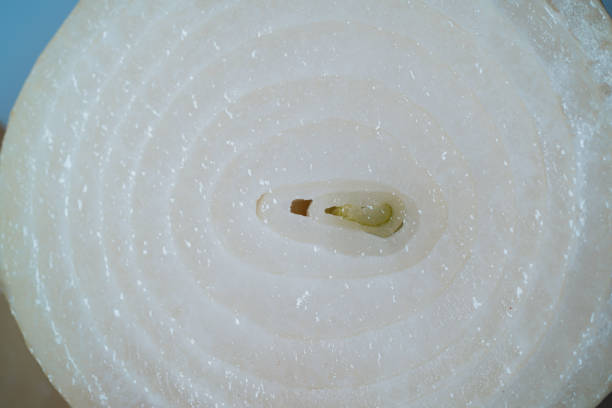 Macro shot of a sliced onion showing its delicate layers and inner green sprout, perfect for food, cooking, and healthy eating concepts.