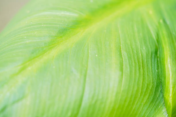 A close-up view of a green leaf with soft texture and natural veins, illuminated by sunlight, highlighting its fresh and vibrant appearance.
