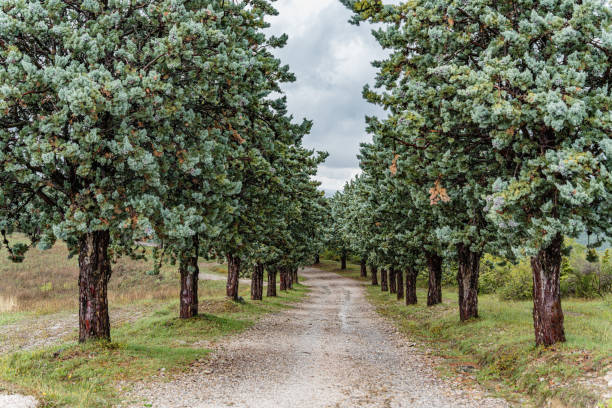 A road with trees on both sides in Italy Umbria. The trees are green and are lined up. The road is gravel