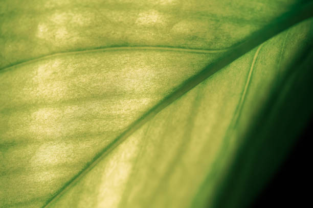 A close-up view of a green leaf with soft texture and natural veins, illuminated by sunlight, highlighting its fresh and vibrant appearance.
