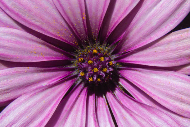 Macro close-up of a cape daisy in direct sunlight