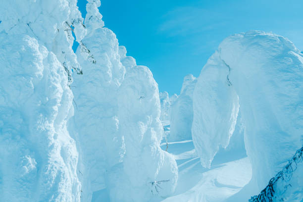Snow and ice encrusted trees in a bitterly cold winter landscape (Zao, Japan)