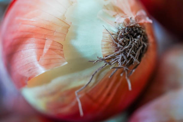 A close-up shot of a raw onion, showcasing its natural layers and roots, perfect for food photography and cooking.