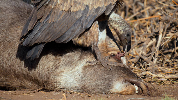 gyps rueppellii, Rueppell's Griffon Vulture. vultures eat meat under a tree against the backdrop of nature. in selective focus. details are visible