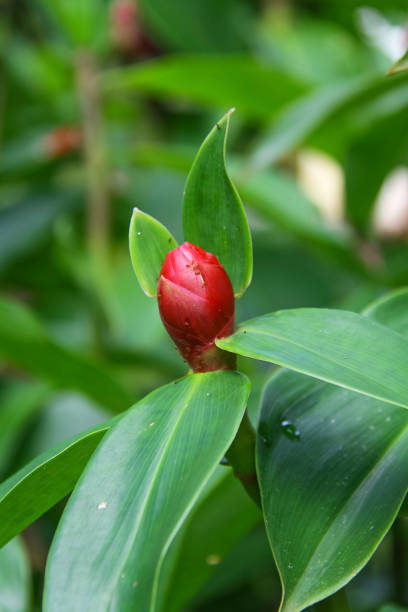 istock Cana-do-brejo (Costus spiralis): Red Floral Bud in Detail 2203605828
