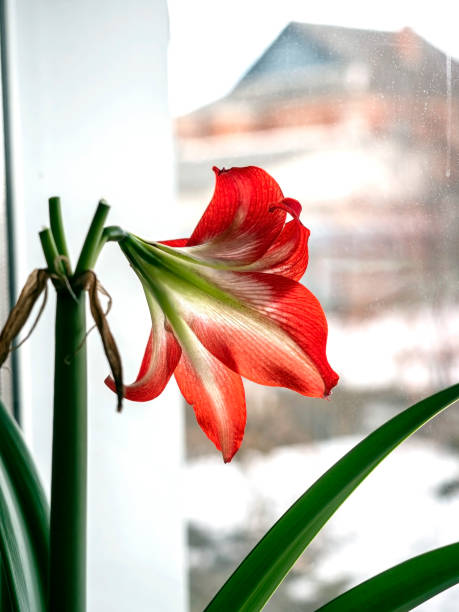 istock A beautiful amaryllis flower bloomed in a pot on the windowsill 2203606417