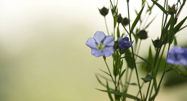 istock Blue flax flower against tranquil green backdrop epitomizing the splendor and peacefulness of nature 2203608619