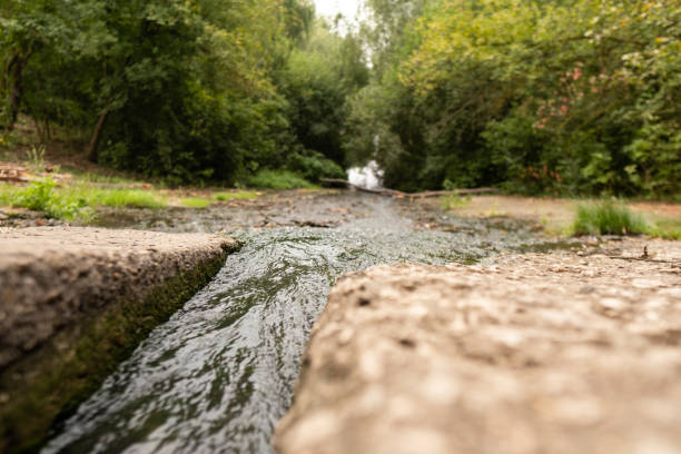 Water stream in a summer forest gently flowing over stones and plants, creating a harmony of nature.